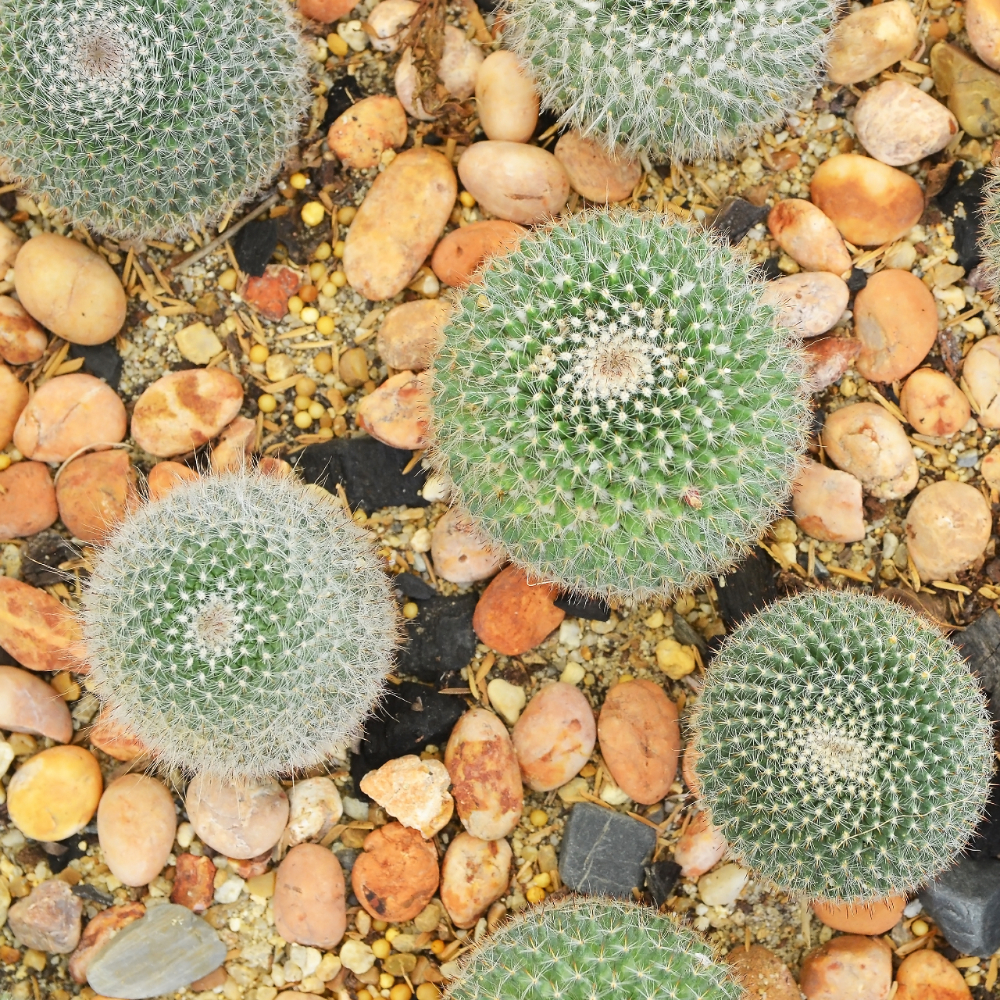 rock cactus garden
