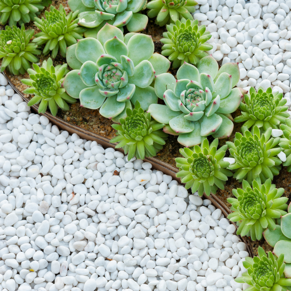 rock cactus garden