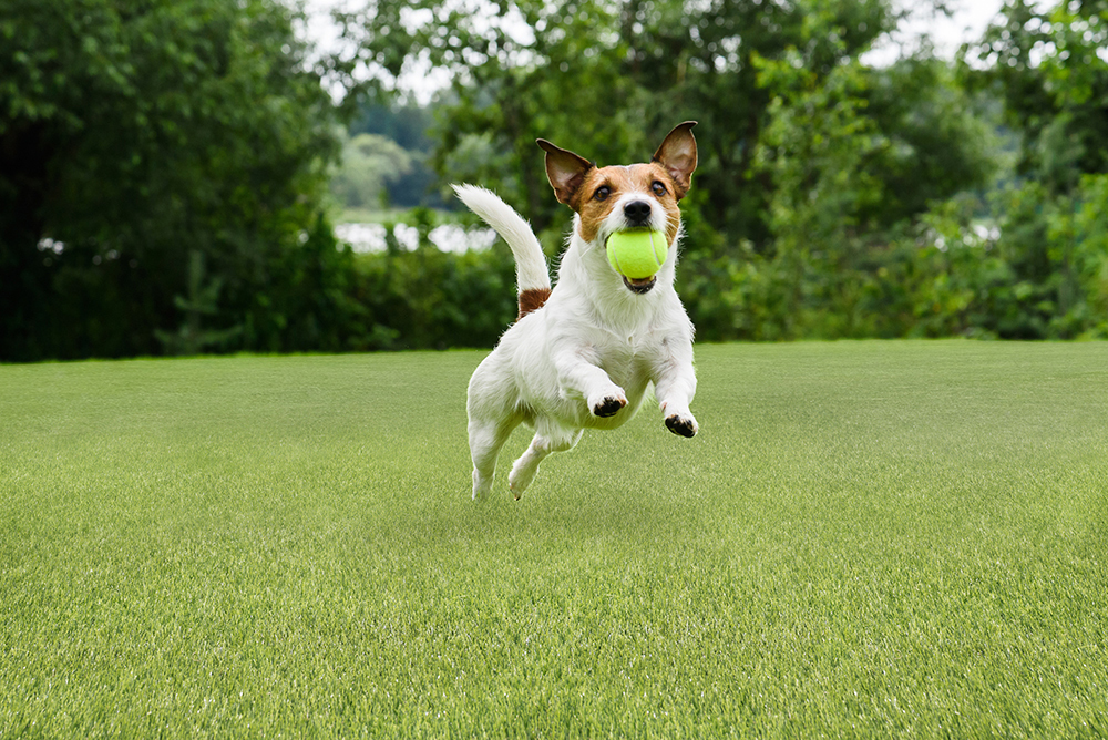 emerald-green-truf-76-pet-friendly-lawn