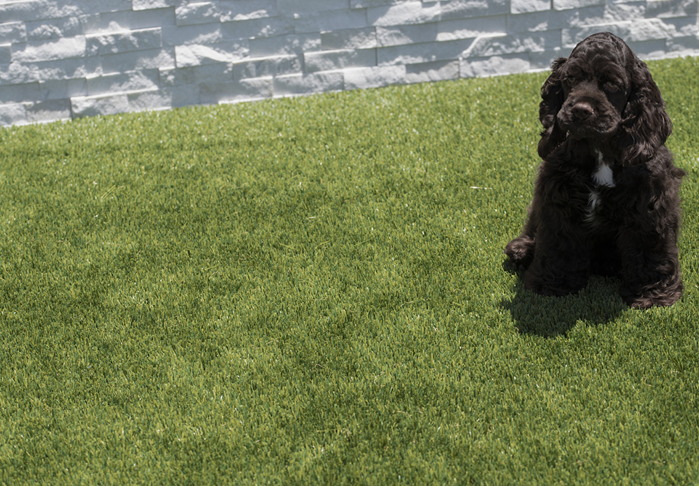 viridian-turf-91-pet-friendly-lawn