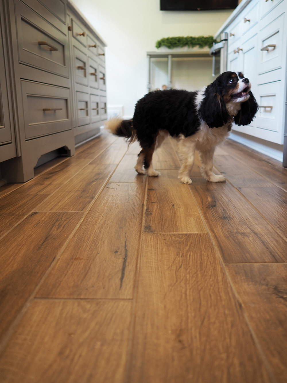 Dog standing on wood-look porcelain tile flooring highlighting longevity of polished vs matte porcelain tile in busy homes.