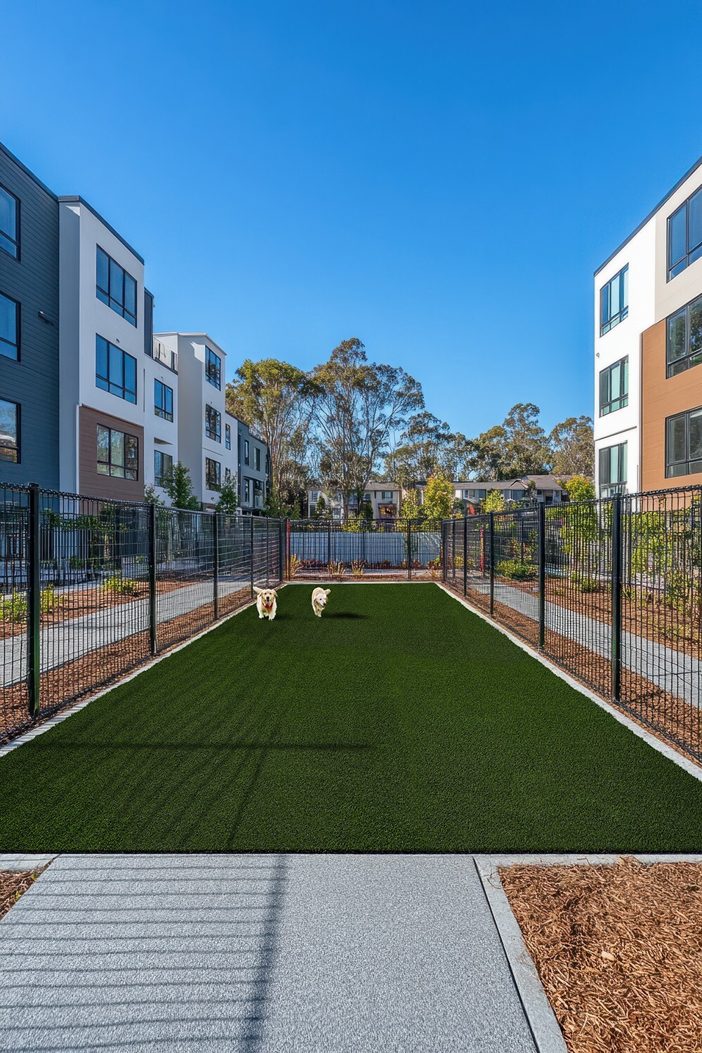 Commercial artificial turf in enclosed dog run, durable surface for high traffic pet facilities.