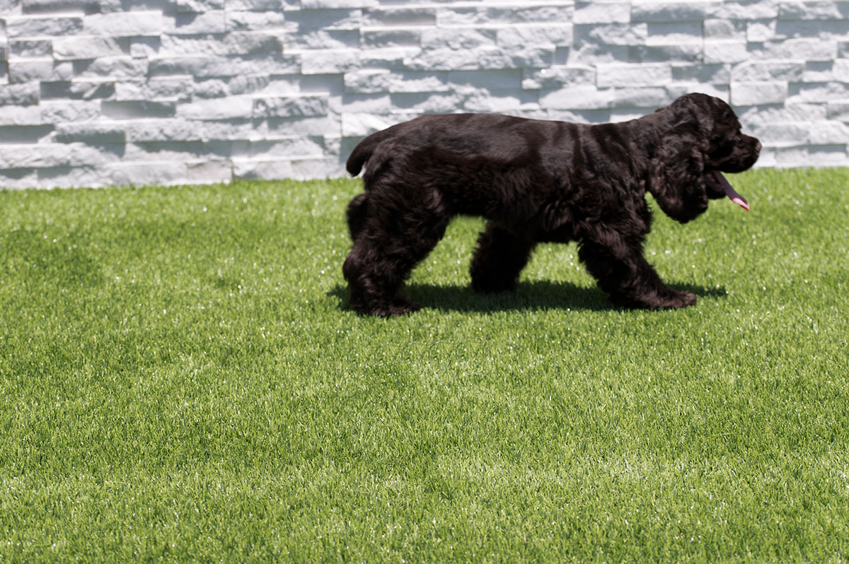 Evergrass™ Emerald Green Turf 110 lawn with black dog