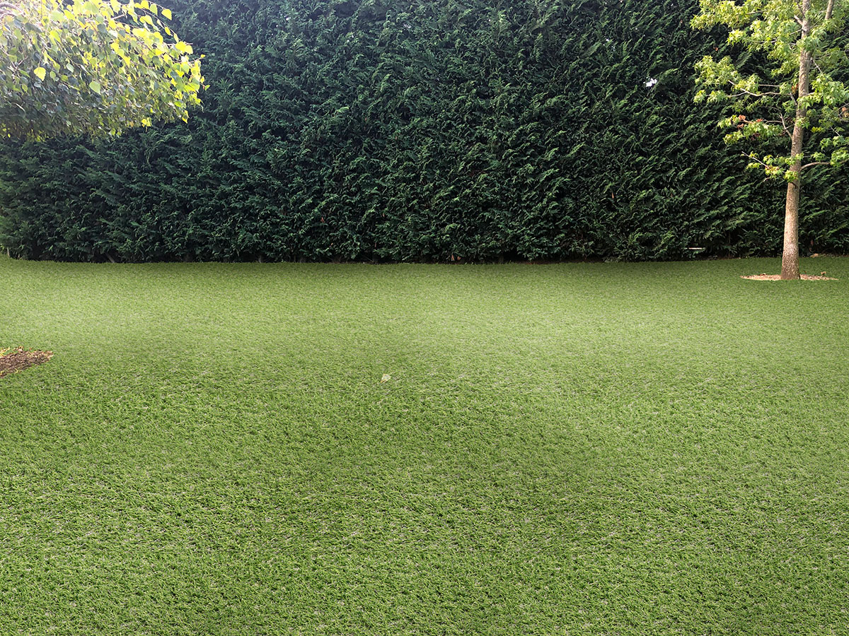 Evergrass™ Emerald Green Turf 76 in open area with hedge