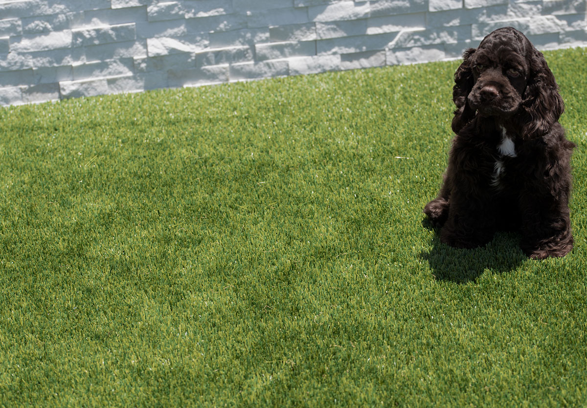 Evergrass™ Viridian Turf 91 lawn with black dog
